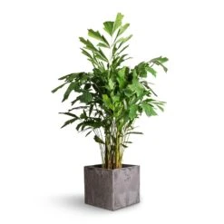 Caryota Mitis - Fish Tail Palm -Hortology Shop Caryota mitis Fish Tail Palm 21x100cm Maud Artstone Plant Pot Grey 32x32x29cm