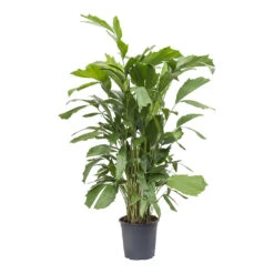 Caryota Mitis - Fish Tail Palm -Hortology Shop Caryota mitis Fish Tail Palm 24cm