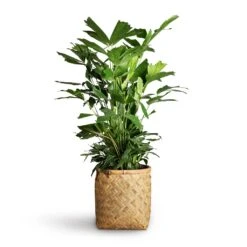 Zayn Bamboo Planter 26 Zayn Bamboo Planter -Hortology Shop Caryota mitis Fish Tail Palm 24x115cm Zayn Bamboo Planter 31.5x33cm 2 8c91a857 9056 4fc9 91bb 49927de47e7f