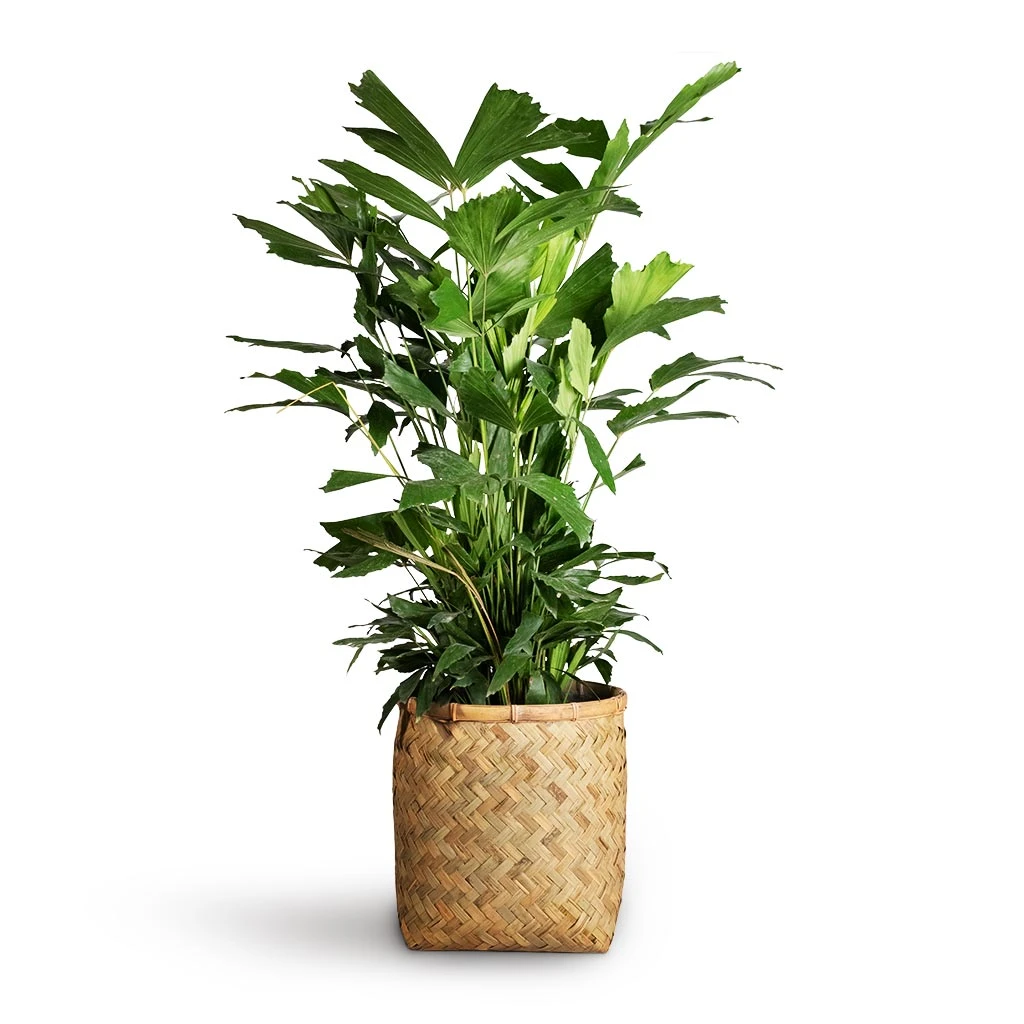 Zayn Bamboo Planter 7 Zayn Bamboo Planter - Image 7