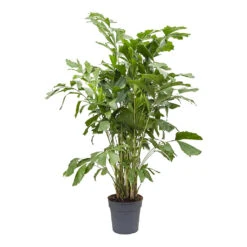 Caryota Mitis - Fish Tail Palm -Hortology Shop Caryota mitis Fish Tail Palm 27cm