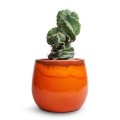 Charlotte Plant Pot - Orange -Hortology Shop Cereus forbesii spiralis Spiralled Cereus 10x20cm Charlotte Plant Pot Orange 19x16cm