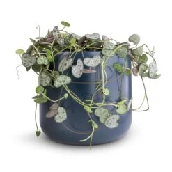 Ceropegia Woodii - String Of Hearts -Hortology Shop Ceropegia woodii String of Hearts 12x25cm no hanger Lisbon Plant Pot Navy 13x13cm