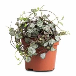 Ceropegia Woodii - String Of Hearts -Hortology Shop Ceropegia woodii String of Hearts 12x25cm no hanger