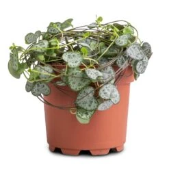 Ceropegia Woodii - String Of Hearts -Hortology Shop Ceropegia woodii String of Hearts 12x25cm no hanger 3a3af313 125a 49d0 862c b0d9b0edeab8