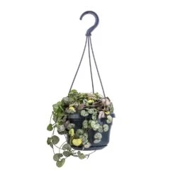 Ceropegia Woodii - String Of Hearts -Hortology Shop Ceropegia woodii String of Hearts 14x30cm no hanger 4a520238 4e5a 4654 b668 1c8fee9d3611