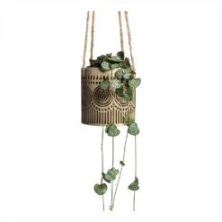 Ceropegia Woodii - String Of Hearts -Hortology Shop Ceropegia woodii String of Hearts 8x20cm no hanger Syb Hanging Planters Set of 2 Gold