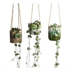 Ceropegia Woodii - String Of Hearts -Hortology Shop Ceropegia woodii String of Hearts 8x20cm no hanger in 3 pots