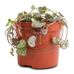 Ceropegia Woodii - String Of Hearts -Hortology Shop Ceropegia woodii String of Hearts 8x20cm no hanger