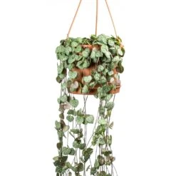 Ceropegia Woodii - String Of Hearts -Hortology Shop Ceropegia woodii String of Hearts Large Leaves