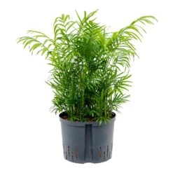 Chamaedorea Elegans - Parlour Palm - HydroCare -Hortology Shop Chamaedore aelegans Parlour Palm Hydroculture 25 19x75cm