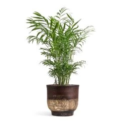 Aico Plant Pot - Shiny Brown -Hortology Shop Chamaedorea elegans Parlour Palm 17x60cm Aico Plant Pot Shiny Brown 22x20cm 1062ebd0 5a9c 4659 8ce0 17940e6787de