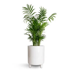 Pisa Plant Pot - White -Hortology Shop Chamaedorea elegans Parlour Palm 17x60cm Pisa Plant Pot White 20x24cm