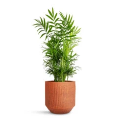 Solento Plant Pot - Terracotta Speckle 9 Solento Plant Pot - Terracotta Speckle -Hortology Shop Chamaedorea elegans Parlour Palm 17x60cm Solento Plant Pot Terracotta Speckle 20x18.5cm