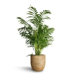 Cody Plant Pot - Straw Grass -Hortology Shop Chamaedorea elegans Parlour Palm 20x100cm Cody Plant Pot Straw Grass 27x26cm bfdee9e1 64f1 48d1 b176 1aded2a0a097