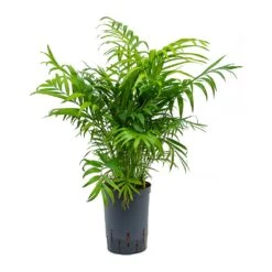 Chamaedorea Elegans - Parlour Palm - HydroCare -Hortology Shop Chamaedorea elegans Parlour Palm Hydroculture 15 19x65cm