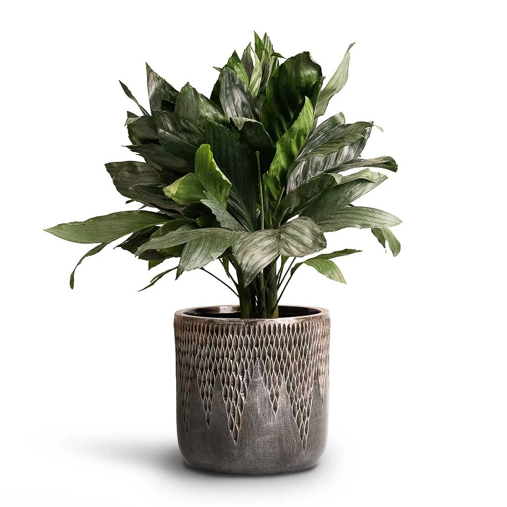 Luxe Lite Comet Cylinder Planter - Bronze 2 Luxe Lite Comet Cylinder Planter - Bronze - Image 2