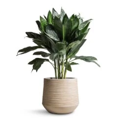 Dune Darcy Planter - Oat 15 Dune Darcy Planter - Oat -Hortology Shop Chamaedorea metallica Metallic Palm 21x70cm Dune Darcy Planter Oat 30x26cm bd14912e a3de 42bf a8cb bcbd604a8a38