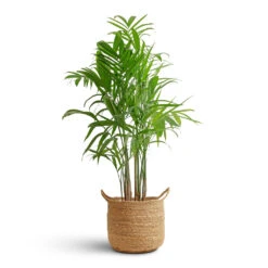 Chamaedorea Seifrizii - Bamboo Palm -Hortology Shop Chamaedorea seifrizii Bamboo Palm 21x100cm Nelis Plant Basket Natural 28x27cm 08c48529 b4f6 47a0 b412 9d31ad5766e3