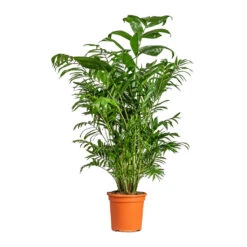 Chamaedorea Seifrizii - Bamboo Palm -Hortology Shop Chamaedorea seifrizii Bamboo Palm 21x80cm