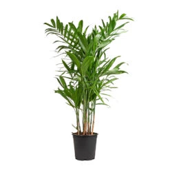 Chamaedorea Seifrizii - Bamboo Palm -Hortology Shop Chamaedorea seifrizii Bamboo Palm 21x80cm 5547