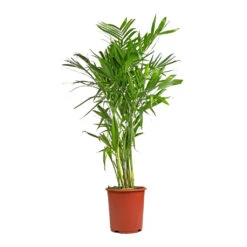 Chamaedorea Seifrizii - Bamboo Palm -Hortology Shop Chamaedorea seifrizii Bamboo Palm 27x140cm 5552