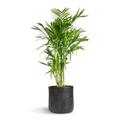 Chamaedorea Seifrizii - Bamboo Palm -Hortology Shop Chamaedorea seifrizii Bamboo Palm 27x140cm Raindrop Round Planter Anthracite 34x32cm 5555 2ae185f6 7e54 4f32 a9fe 61491abd3259