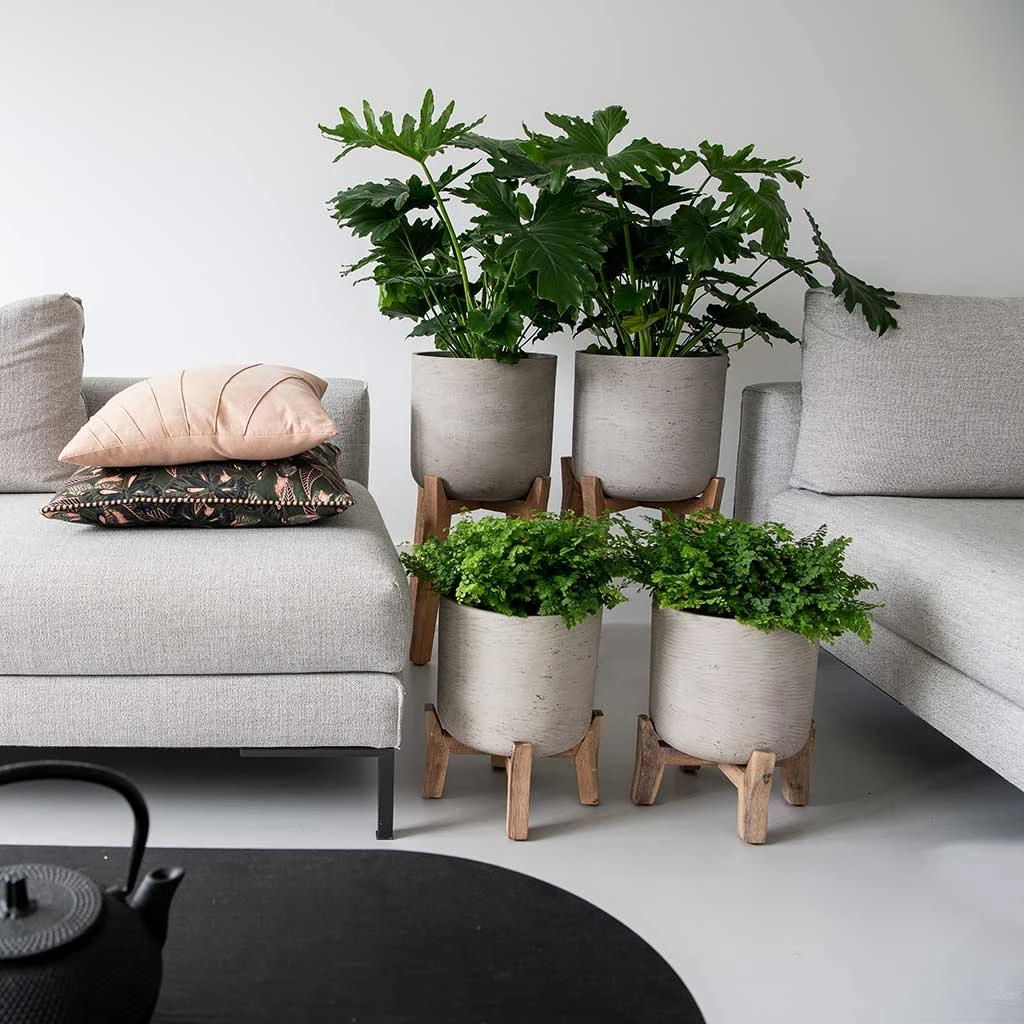 Charlie Plant Pot - Tall Stand - Grey Washed 3 Charlie Plant Pot - Tall Stand - Grey Washed - Image 3