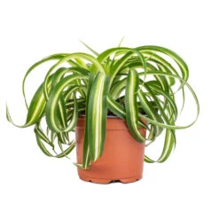 Chlorophytum Bonnie - Curly Spider Plant -Hortology Shop Chlorophytum Bonnie Curly Spider Plant 12x25cm 2