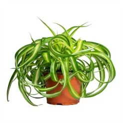 Chlorophytum Bonnie - Curly Spider Plant -Hortology Shop Chlorophytum Bonnie Curly Spider Plant 12x25cm