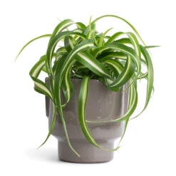 Aries Handles Plant Pot - Charcoal 14 Aries Handles Plant Pot - Charcoal -Hortology Shop Chlorophytum Bonnie Curly Spider Plant 12x25cm Aries Handles Plant Pot Charcoal 14x15cm
