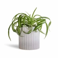 Chlorophytum Bonnie - Curly Spider Plant -Hortology Shop Chlorophytum Bonnie Curly Spider Plant 12x25cm Azalea Ribbed Plant Pot Speckled Grey Stone 15x15cm 4829111a 6efd 42d0 90f5 6736f40e4e80