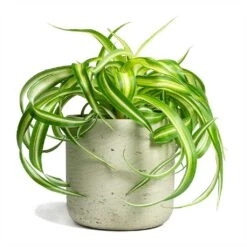 Chlorophytum Bonnie - Curly Spider Plant -Hortology Shop Chlorophytum Bonnie Curly Spider Plant 12x25cm Charlie Plant Pot Grey Washed 15x15cm