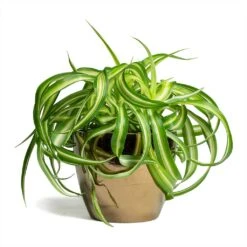 Chlorophytum Bonnie - Curly Spider Plant -Hortology Shop Chlorophytum Bonnie Curly Spider Plant 12x25cm Sven Plant Pot Gold 15x12cm