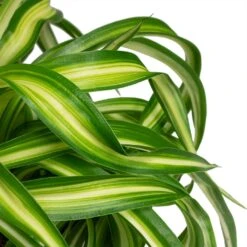 Chlorophytum Bonnie - Curly Spider Plant -Hortology Shop Chlorophytum Bonnie Curly Spider Plant 12x25cm close up