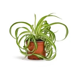Chlorophytum Bonnie - Curly Spider Plant -Hortology Shop Chlorophytum Bonnie Curly Spider Plant 12x25cm 515a39d4 9d1f 44ed bee0 bc89328bd39b