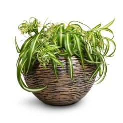 Chlorophytum Bonnie - Curly Spider Plant -Hortology Shop Chlorophytum Bonnie Curly Spider Plant 20x50cm Luxe Lite Wrinkle Globe Planter Bronze 33x24cm de60ac13 a610 4356 99ba 5cdb2f9f7222