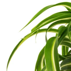 Chlorophytum Bonnie - Curly Spider Plant -Hortology Shop Chlorophytum Bonnie Curly Spider Plant DETAIL 2