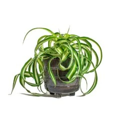 Chlorophytum Bonnie - Curly Spider Plant -Hortology Shop Chlorophytum Bonnie Curly Spider Plant Denise Plant Pot Blue Bronze