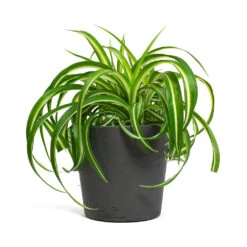Chlorophytum Bonnie - Curly Spider Plant -Hortology Shop Chlorophytum Bonnie Curly Spider Plant Mini Bucket Plant Pot Black Washed 4bdf4c57 74f0 4a66 9819 290598f5937e