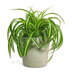 Chlorophytum Bonnie - Curly Spider Plant -Hortology Shop Chlorophytum Bonnie Curly Spider Plant Mini Bucket Plant Pot Grey Washed 44eb0987 37e1 43bb 8493 fcf4ddb826e4