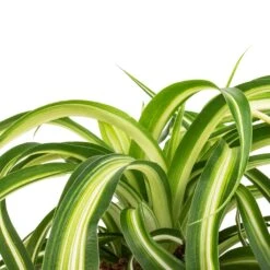 Chlorophytum Bonnie - Curly Spider Plant -Hortology Shop Chlorophytum Bonnie Curly Spider Plant SWATCH 330a72e9 cff4 4436 93a2 50f10d1b4e97