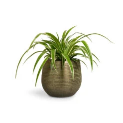 Lydia Plant Pot - Shiny Green -Hortology Shop Chlorophytum Ocean Spider Plant 12x20cm Lydia Plant Pot Shiny Green 15x13cm