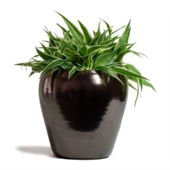 Amora Plant Pot - Black Gold -Hortology Shop Chlorophytum Ocean Spider Plant 15x25cm Amora Plant Pot Black Gold 21x21cm