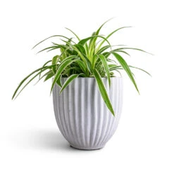 Lagos Plant Pot - Cement -Hortology Shop Chlorophytum Ocean Spider Plant 15x25cm Lagos Plant Pot Cement 20x20cm b2ab8656 f46f 42a0 8d23 d5b8fcec2c4c