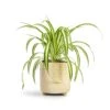 Chlorophytum Vittatum - Spider Plant