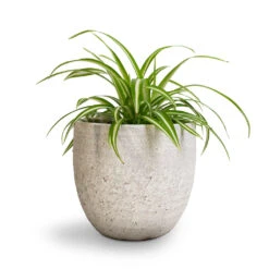 Chlorophytum Vittatum - Spider Plant -Hortology Shop Chlorophytum Vittatum Spider Plant 12x35cm Cas Plant Pot Cool Grey 17x15cm