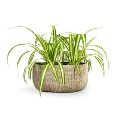 Chlorophytum Vittatum - Spider Plant -Hortology Shop Chlorophytum Vittatum Spider Plant 12x35cm Feico Oval Plant Bowl Mint Grey 28x15x13cm