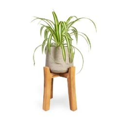 Patt Plant Pot - Tall Stand - Grey Washed 8 Patt Plant Pot - Tall Stand - Grey Washed -Hortology Shop Chlorophytum Vittatum Spider Plant 12x35cm Patt Plant Pot Tall Stand Grey Washed 23x34cm 26d37d9a ed80 4e45 9308 bbfb26fc2c74
