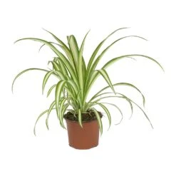 Chlorophytum Vittatum - Spider Plant -Hortology Shop Chlorophytum Vittatum Spider Plant